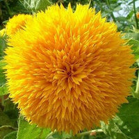 Meet Helianthus annuus. The common name for this is Teddy Bear Sunflower. Stargazer Exotics is proud to offer the freshest of rare plant seeds. Other Common names for this rare Other Rare Plants are : Sunflower 'Teddy Bear', Helianthus annuus 'Teddy Bear', Teddy Bear Sunflower. Check this Teddy Bear Sunflower  (Helianthus annuus) out along with all of our Other Rare Plants seeds here at Stargazer Exotics. We ship these Other Rare Plants seeds from Canada to anywhere in the World.
