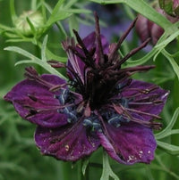 Meet Nigella papillosa 'Midnight'. The common name for this is Love in a Mist  'Midnight' . Stargazer Exotics is proud to offer the freshest of rare plant seeds. Other Common names for this rare Other Rare Plants are : Nigella damascena 'Midnight', Black Cumin, Love in a Mist 'Midnight'. Check this Love in a Mist  'Midnight' (Nigella papillosa 'Midnight') out along with all of our Other Rare Plants seeds here at Stargazer Exotics. We ship these Other Rare Plants seeds from Canada to anywhere in the World.
