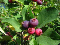 Meet Amelanchier Canadensis. The common name for this is Canadian Serviceberry / Saskatoon / Juneberry. Stargazer Exotics is proud to offer the freshest of rare plant seeds. Other Common names for this rare Other Rare Plants are: Juneberry Tree, Saskatoon Berry, Shadbush. Check this Canadian Serviceberry / Saskatoon / Juneberry (Amelanchier Canadensis) out along with all of our Other Rare Plants seeds here at Stargazer Exotics. We ship these Other Rare Plants seeds from Canada to anywhere in the World.