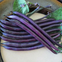 Meet Phaseolus vulgaris. The common name for this is Amethyst Bean. Stargazer Exotics is proud to offer the freshest of rare plant seeds. Check this Amethyst Bean (Phaseolus vulgaris) out along with all of our other Heirloom Vegetable and Rare Finds plant seeds here at Stargazer Exotics. We ship these Heirloom Vegetable and Rare Finds seeds from Canada to anywhere in the World.