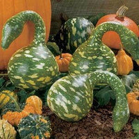 Meet  Lagenaria siceraria. The common name for this is Speckled Swan Gourd. Stargazer Exotics is proud to offer the freshest of rare plant seeds. Check this Speckled Swan Gourd ( Lagenaria siceraria) out along with all of our other Heirloom Vegetable and Rare Finds Trees plant seeds here at Stargazer Exotics. We ship these Heirloom Vegetable and Rare Finds seeds from Canada to anywhere in the World.
