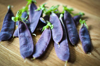 Meet Pisum Sativum. The common name for this is Scalloped Shiraz Sugarsnap Pea. Stargazer Exotics is proud to offer the freshest of rare plant seeds. Check this Shiraz Sugarsnap Pea (Pisum Sativum) out along with all of our other Heirloom Vegetable and Rare Finds Trees plant seeds here at Stargazer Exotics. We ship these Heirloom Vegetable and Rare Finds seeds from Canada to anywhere in the World.
