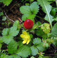 Meet Duchesnea ndica. The common name for this is Yellow Flowered Harlequin Strawberry. Stargazer Exotics is proud to offer the freshest of rare plant seeds. Other Common names for this rare Other Rare Plants are:Yellow Alpine Strawberry, Yellow Alpine, Yellow Flowered Harlequin Strawberry. Check this Yellow Flowered Harlequin Strawberry (Duchesnea ndica) out along with all of our Other Rare Plants seeds here at Stargazer Exotics. We ship these Other Rare Plants seeds from Canada to anywhere in the World.
