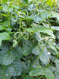 Meet Vigna unguiculata. The common name for this is Pretzel Bean. Stargazer Exotics is proud to offer the freshest of rare plant seeds. Check this Pretzel Bean (Vigna unguiculata) out along with all of our other Heirloom Vegetable and Rare Finds Trees plant seeds here at Stargazer Exotics. We ship these Heirloom Vegetable and Rare Finds seeds from Canada to anywhere in the World.
