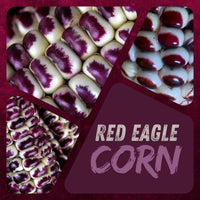 Meet Zea mays. The common name for this is Red Eagle Corn. Stargazer Exotics is proud to offer the freshest of rare plant seeds. Check this Red Eagle Corn (Zea mays) out along with all of our other Heirloom Vegetable and Rare Finds Trees plant seeds here at Stargazer Exotics. We ship these Heirloom Vegetable and Rare Finds seeds from Canada to anywhere in the World.
