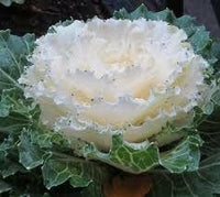 Meet Brassica oleracea var. acephala. The common name for this is Nagoya Ornamental White Kale. Stargazer Exotics is proud to offer the freshest of rare plant seeds. Other Common names for this rare Other Rare Plants are : Brassica oleracea 'Nagoya', Nagoya Ornamental White Kale. Check this Nagoya Ornamental White Kale (Brassica oleracea var. acephala) out along with all of our Other Rare Plants seeds here at Stargazer Exotics. We ship these Other Rare Plants seeds from Canada to anywhere in the World.
