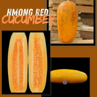 Meet Cucumis sativus 'Hmong Red'. The common name for this is Hmong Red Cucumber. Stargazer Exotics is proud to offer the freshest of rare plant seeds. Check this Hmong Red Cucumber (Cucumis sativus 'Hmong Red') out along with all of our other Heirloom Vegetable and Rare Finds Trees plant seeds here at Stargazer Exotics. We ship these Heirloom Vegetable and Rare Finds seeds from Canada to anywhere in the World.
