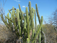 Meet  Stenocereus stellatus 'Amarillo'. The common name for this is Baja Organ Pipe Cactus . Stargazer Exotics is proud to offer the freshest of rare plant seeds. Other Common names for this rare Cacti are: Yellow Prickly Pear, Indian Fig, Opuntia amarilla, Amarillo Prickly Pear. Check this Baja Organ Pipe Cactus  (Stenocereus stellatus 'Amarillo') out along with all of our other Cacti plant seeds here at Stargazer Exotics. We ship these Cacti seeds from Canada to anywhere in the World.
