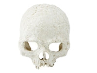 Pangea Human Skull Hide | reptile and terrarium supplies