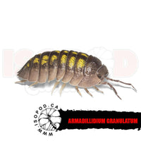 Yellow Spanish Isopods