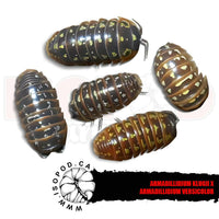 Twisted Clown Isopods