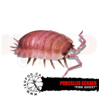 Pink Ghost Isopods