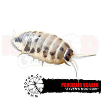 Ayven's Moo Cow Isopods