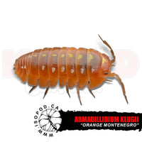 Orange Clown Isopods