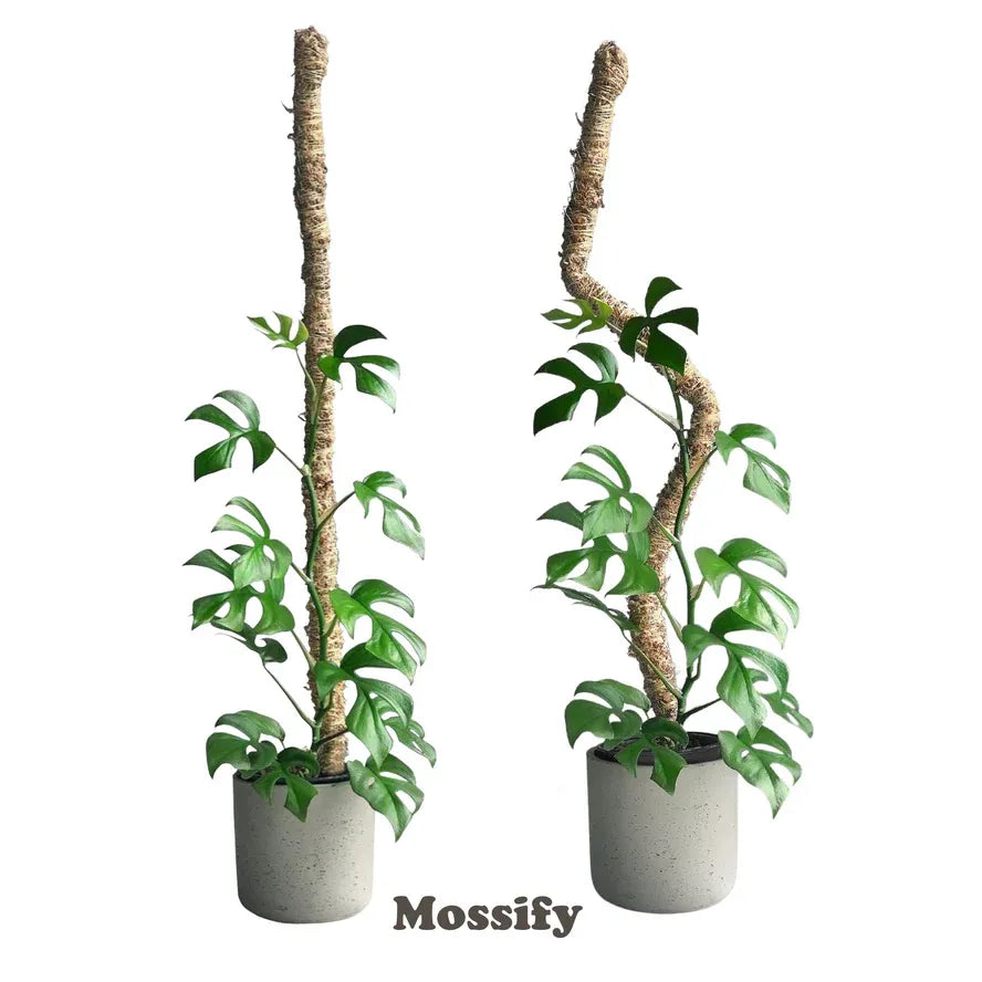 The Original Bendable Moss Pole (Pins Included) | reptile and terrarium supplies