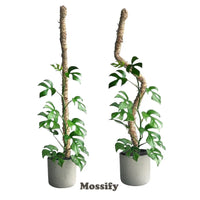 The Original Bendable Moss Pole (Pins Included) | reptile and terrarium supplies