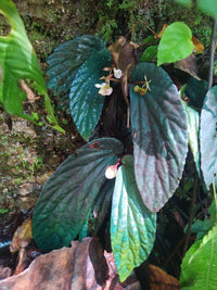 Meet Begonia sp. "Curvyfolia". The common name for this is Curvyfolia Begonia. Stargazer Exotics is proud to offer the freshest of rare plant seeds. Other Common names for this rare Other Rare Plants are: Curly Begonia, Curved Green Begonia, Curved Greenleaf Begonia. Check this Curvyfolia Begonia (Begonia sp. "Curvyfolia") out along with all of our Other Rare Plants seeds here at Stargazer Exotics. We ship these Other Rare Plants seeds from Canada to anywhere in the World.
