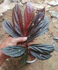 Meet Begonia sp. "Kalimantan". The common name for this is Borneo Begonia. Stargazer Exotics is proud to offer the freshest of rare plant seeds. Other Common names for this rare Other Rare Plants are: Slim Green Begonia, Slender Begonia, Narrow Greenleaf Begonia, Slender Green Begonia. Check this Borneo Begonia (Begonia sp. "Kalimantan") out along with all of our Other Rare Plants seeds here at Stargazer Exotics. We ship these Other Rare Plants seeds from Canada to anywhere in the World.
