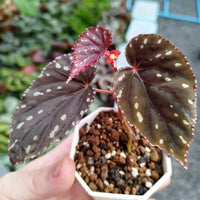 Meet Begonia sp."Atricha". The common name for this is Atricha Begonia. Stargazer Exotics is proud to offer the freshest of rare plant seeds. Check this Arum Mix -  Mixed Amorphophallus (Atricha Begonia) out along with all of our other Other Rare Plants plant seeds here at Stargazer Exotics. We ship these Other Rare Plants seeds from Canada to anywhere in the World.
