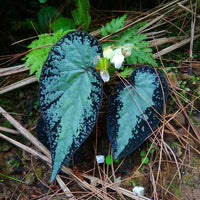 Meet Begonia sp. "Gunung Condong". The common name for this is Condong Begonia. Stargazer Exotics is proud to offer the freshest of rare plant seeds. Other Common names for this rare Other Rare Plants are:  Condong Jungle Begonia, Green Condong Begonia, Condong Leaf Begonia, Condong Shield Begonia. Check this Condong Begonia (Begonia sp. "Gunung Condong") out along with all of our Other Rare Plants seeds here at Stargazer Exotics. We ship these Other Rare Plants seeds from Canada to anywhere in the World.
