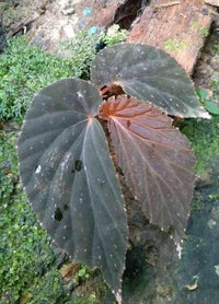 Sumatra Darkform Begonia