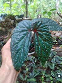 Meet Begonia sp. "Daun hitam Blue". The common name for this is Daun Hitam Blue Begonia. Stargazer Exotics is proud to offer the freshest of rare plant seeds. Other Common names for this rare Other Rare Plants are: Blue Begonia, Blue Shield Begonia, Hitam Blue Begonia. Check this Daun Hitam Blue Begonia (Begonia sp. "Daun hitam Blue") out along with all of our Other Rare Plants seeds here at Stargazer Exotics. We ship these Other Rare Plants seeds from Canada to anywhere in the World.
