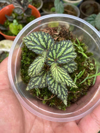 Meet Begonia sp. "Atricha Java". The common name for this is Java Begonia. Stargazer Exotics is proud to offer the freshest of rare plant seeds. Other Common names for this rare Other Rare Plants are : Java Jungle Begonia, Java Green Begonia, Java Leaf Begonia, Java Shield Begonia, Java Emerald Begonia. Check this Java Begonia (Begonia sp. "Atricha Java") out along with all of our Other Rare Plants seeds here at Stargazer Exotics. We ship these Other Rare Plants seeds from Canada to anywhere in the World.