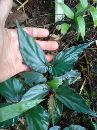 Meet Begonia sp. "Kapuashuluensis". The common name for this is Kapuashuluensis Begonia. Stargazer Exotics is proud to offer the freshest of rare plant seeds. Other Common names for this rare Other Rare Plants are : Kapuas Begonia, Hulus Begonia, Kapuas Jungle Begonia. Check this Kapuashuluensis Begonia (Begonia sp. "Kapuashuluensis") out along with all of our Other Rare Plants seeds here at Stargazer Exotics. We ship these Other Rare Plants seeds from Canada to anywhere in the World.