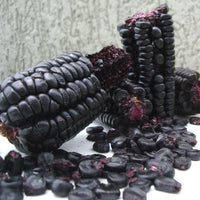 Meet Zea mays. The common name for this is Peruvian Black Corn. Stargazer Exotics is proud to offer the freshest of rare plant seeds. Check this Peruvian Black Corn (Zea mays) out along with all of our other Heirloom Vegetable and Rare Finds Trees plant seeds here at Stargazer Exotics. We ship these Heirloom Vegetable and Rare Finds seeds from Canada to anywhere in the World.
