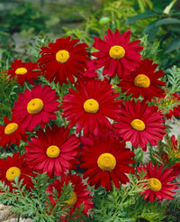 Meet Tanacetum coccineum 'Robinson's Red'. The common name for this is Robinson's Daisy. Stargazer Exotics is proud to offer the freshest of rare plant seeds. Other Common names for this rare Other Rare Plants are : Robinson's Pink Daisy, Pink Fleabane, Robinson's Painted Daisy. Check this Robinson's Daisy (Tanacetum coccineum 'Robinson's Red') out along with all of our Other Rare Plants seeds here at Stargazer Exotics. We ship these Other Rare Plants seeds from Canada to anywhere in the World.
