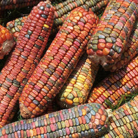 Meet Zea mays. The common name for this is Earth Tones Corn. Stargazer Exotics is proud to offer the freshest of rare plant seeds. Check this Earth Tones Corn (Zea mays) out along with all of our other Heirloom Vegetable and Rare Finds Trees plant seeds here at Stargazer Exotics. We ship these Heirloom Vegetable and Rare Finds seeds from Canada to anywhere in the World.
