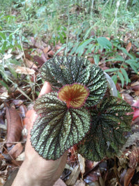 Meet Begonia sp. "Biak Brown". The common name for this is Biak Brown Begonia. Stargazer Exotics is proud to offer the freshest of rare plant seeds. Other Common names for this rare Other Rare Plants are: Brown Leaf Biak Begonia, Biak Jungle Begonia, Biak Shield Begonia. Check this Biak Brown Begonia (Begonia sp. "Biak Brown") out along with all of our other Other Rare Plants plant seeds here at Stargazer Exotics. We ship these Other Rare Plants seeds from Canada to anywhere in the World.
