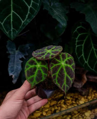 Meet Begonia sp. "Lebuh". The common name for this is Lebuh Begonia . Stargazer Exotics is proud to offer the freshest of rare plant seeds. Other Common names for this rare Other Rare Plants are :  Lebuh Jungle Begonia, Lebuh Leaf Begonia, Green Lebuh Begonia, Lebuh Shield Begonia, Lebuh Emerald Begonia. Check this Lebuh Begonia  (Begonia sp. "Lebuh") out along with all of our Other Rare Plants seeds here at Stargazer Exotics. We ship these Other Rare Plants seeds from Canada to anywhere in the World.
