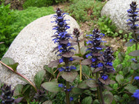 Meet Ajuga genevensis. The common name for this is Blue Bugleweed. Stargazer Exotics is proud to offer the freshest of rare plant seeds. Other Common names for this rare Other Rare Plants are: Blue Carpet, Bugle Blue, Blue Carpetweed, Common Bugleweed, Blue Carpet Ajuga, Bugle Blue, Ground Bugleweed. Check this Blue Bugleweed (Ajuga genevensis') out along with all of our other Other Rare Plants plant seeds here at Stargazer Exotics. We ship these Other Rare Plants seeds from Canada to anywhere in the World.