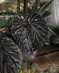 Meet Begonia sp. "Black Blood". The common name for this is Black Blood Begonia. Stargazer Exotics is proud to offer the freshest of rare plant seeds. Other Common names for this rare Other Rare Plants are:Dark Blood Begonia, Black Begonia, Blood Red Begonia, Black Leaf Begonia. Check this Black Blood Begonia (Begonia sp. "Black Blood") out along with all of our other Other Rare Plants plant seeds here at Stargazer Exotics. We ship these Other Rare Plants seeds from Canada to anywhere in the World.