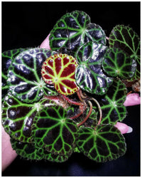 Meet Begonia sp. "Gayo". The common name for this is Gayo Begonia. Stargazer Exotics is proud to offer the freshest of rare plant seeds. Other Common names for this rare Other Rare Plants are: Gayo Jungle Begonia, Green Gayo Begonia, Gayo Leaf Begonia, Gayo Shield Begonia, Gayo Emerald Begonia. Check this Gayo Begonia (Begonia sp. "Gayo") out along with all of our Other Rare Plants seeds here at Stargazer Exotics. We ship these Other Rare Plants seeds from Canada to anywhere in the World.
