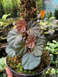 Meet Begonia sp. "Sarawak". The common name for this is Sarawak Begonia. Stargazer Exotics is proud to offer the freshest of rare plant seeds. Other Common names for this rare Other Rare Plants are : Sarawak Jungle Begonia, Green Sarawak Begonia, Sarawak Leaf Begonia. Check this Sarawak Begonia (Begonia sp. "Sarawak") out along with all of our Other Rare Plants seeds here at Stargazer Exotics. We ship these Other Rare Plants seeds from Canada to anywhere in the World.
