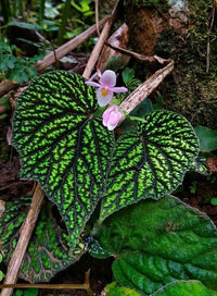 Meet Begonia sp. "Gunung Kedeni". The common name for this is Kenji Begonia . Stargazer Exotics is proud to offer the freshest of rare plant seeds. Other Common names for this rare Other Rare Plants are : Kenji Jungle Begonia, Kenji Leaf Begonia, Kenji Green Begonia, Kenji Shield Begonia. Check this Kenji Begonia (Begonia sp. "Gunung Kedeni") out along with all of our Other Rare Plants seeds here at Stargazer Exotics. We ship these Other Rare Plants seeds from Canada to anywhere in the World.