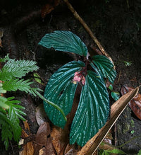 Meet Begonia sp. "Metallic". The common name for this is Metallic Begonia. Stargazer Exotics is proud to offer the freshest of rare plant seeds. Other Common names for this rare Other Rare Plants are : Silverleaf Begonia, Chrome Begonia, Steel Begonia, Shiny Begonia, Metallic Shield Begonia. Check this Metallic Begonia (Begonia sp. "Metallic") out along with all of our Other Rare Plants seeds here at Stargazer Exotics. We ship these Other Rare Plants seeds from Canada to anywhere in the World.
