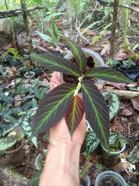 Meet Begonia sp. "Kalimantan". The common name for this is Green Narrow Begonia. Stargazer Exotics is proud to offer the freshest of rare plant seeds. Other Common names for this rare Other Rare Plants are: Narrow Leaf Begonia, Slim Begonia, Slimleaf Begonia, Narrow Green Begonia. Check this Green Narrow Begonia (Begonia sp. "Kalimantan") out along with all of our Other Rare Plants seeds here at Stargazer Exotics. We ship these Other Rare Plants seeds from Canada to anywhere in the World.