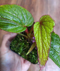 Meet Begonia sp. "Langkat Hairi". The common name for this is Narrow Langkat Begonia. Stargazer Exotics is proud to offer the freshest of rare plant seeds. Other Common names for this rare Other Rare Plants are :Slim Langkat Begonia, Langkat Slender Begonia, Thin Langkat Begonia. Check this Narrow Langkat Begonia (Begonia sp. "Langkat Hairi") out along with all of our Other Rare Plants seeds here at Stargazer Exotics. We ship these Other Rare Plants seeds from Canada to anywhere in the World.
