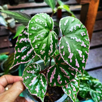 Meet Begonia sp. "Roseopunctata". The common name for this is Pink Splotch Begonia. Stargazer Exotics is proud to offer the freshest of rare plant seeds. Other Common names for this rare Other Rare Plants are : Pink Splotch Begonia, Amphioxus Begonia, Star Begonia. Check this Pink Splotch Begonia (Begonia sp. "Roseopunctata") out along with all of our Other Rare Plants seeds here at Stargazer Exotics. We ship these Other Rare Plants seeds from Canada to anywhere in the World.
