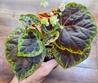 Sumatran Begonia