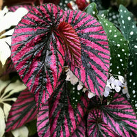 Meet Begonia sp. "Brevirimosa".  The common name for this is Brevirimosa Begonia.  Stargazer Exotics is proud to offer the freshest of rare plant seeds. Other Common names for this rare Other Rare Plants are: Pink Shield Begonia, Brevirimosa Emerald Begonia, Pink Brevirimosa. Check this Brevirimosa Begonia  (Begonia sp. "Brevirimosa".) out along with all of our Other Rare Plants seeds here at Stargazer Exotics. We ship these Other Rare Plants seeds from Canada to anywhere in the World.
