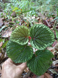 Meet Begonia sp. "Baik Green". The common name for this is Baik Green Begonia. Stargazer Exotics is proud to offer the freshest of rare plant seeds. Other Common names for this rare Other Rare Plants are: Baik Jungle Begonia, Green Baik Begonia, Baik Shield Begonia, Baik Leaf Begonia.. Check this Baik Green Begonia  (Begonia sp. "Baik Green") out along with all of our other Other Rare Plants plant seeds here at Stargazer Exotics. We ship these Other Rare Plants seeds from Canada to anywhere in the World.
