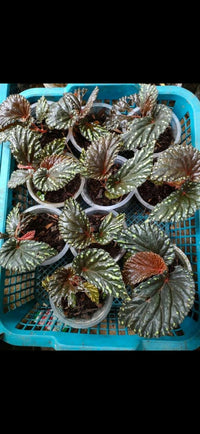 Meet Begonia sp. "Atricha Borneo". The common name for this is African Borneo Begonia. Stargazer Exotics is proud to offer the freshest of rare plant seeds. Check this African Borneo Begonia (Begonia sp. "Atricha Borneo") out along with all of our other Other Rare Plant seeds here at Stargazer Exotics. We ship these Other Rare Plants seeds from Canada to anywhere in the World.