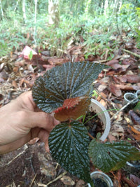 Meet Begonia sp. "Kalimantan". The common name for this is Brown Kalimantan Begonia.  Stargazer Exotics is proud to offer the freshest of rare plant seeds. Other Common names for this rare Other Rare Plants are: Brown Leaf Kalimantan Begonia, Kalimantan Shield Begonia, Kalimantan Emerald Begonia. Check this Brown Kalimantan Begonia (Begonia sp. "Kalimantan") out along with all of our Other Rare Plants seeds here at Stargazer Exotics. We ship these Other Rare Plants seeds from Canada to anywhere in the World