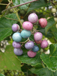 Meet Ampelopsis brevipedunculata. The common name for this is Porcelain Berry. Stargazer Exotics is proud to offer the freshest of rare plant seeds. Other Common names for this rare Other Rare Plants are:Amur Peppervine, Blueberry Vine, Variegated Porcelain Berry, Decorative Berry Vine. Check this Porcelain Berry (Ampelopsis brevipedunculata) out along with all of our Other Rare Plants seeds here at Stargazer Exotics. We ship these Other Rare Plants seeds from Canada to anywhere in the World.
