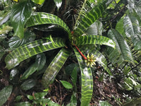 Meet Guzmania musaica. The common name for this is Justin's Song Bromeliad. Stargazer Exotics is proud to offer the freshest of rare plant seeds. Other Common names for this rare Bromeliad are:Mosaic Urn Bromeliad, Patterned Urn Plant, Mosaic Guzmania, Speckled Urn Bromeliad, Artistic Urn Bromeliad. Check this Justin's Song Bromeliad (Guzmania musaica) out along with all of our other Bromeliads plant seeds here at Stargazer Exotics. We ship these Bromeliads seeds from Canada to anywhere in the World.
