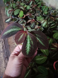 Riau Begonia